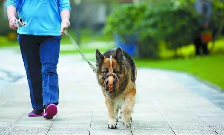 最新的通知是东莞发布的，这些犬种不能出售或饲养