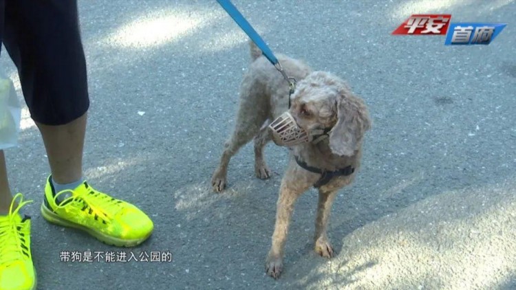 @呼市人公共场所禁止携犬进入遛狗栓绳文明养犬