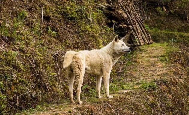 柴犬VS中华田园犬：两者有何区别耐心看谨防上当受骗！