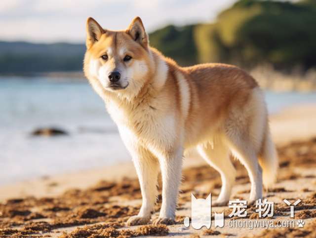 十大理想家养狗，最适合的宠物犬种是什么？